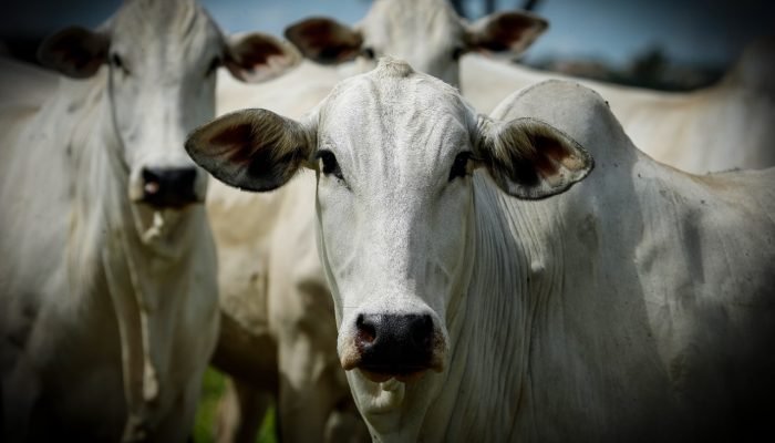 femeas-da-raca-nelore-embrapa-cerrados-2