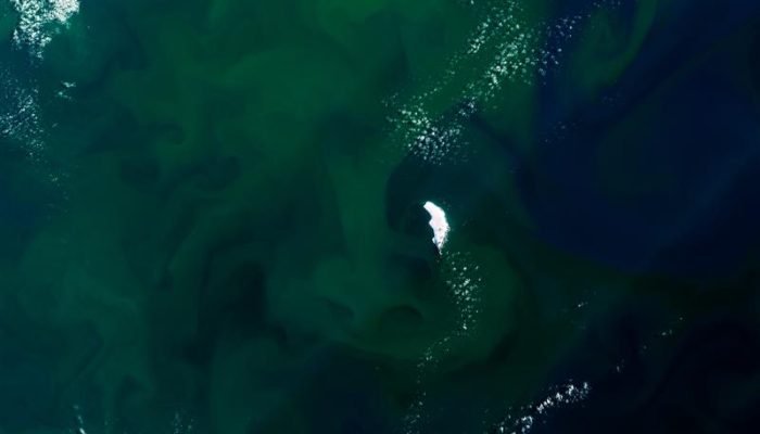 fitoplancton_antartida