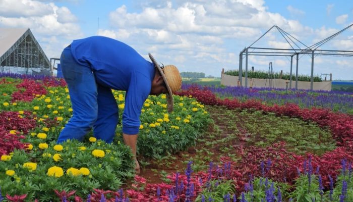 320 mil mudas de flores dão cor e beleza ao parque do Show Rural — Foto: O Paran