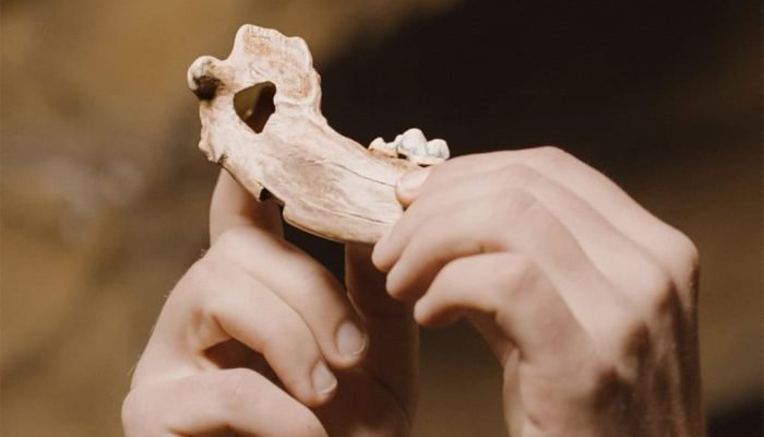 fssil-cachorro-mais-antigo-1024x620-1