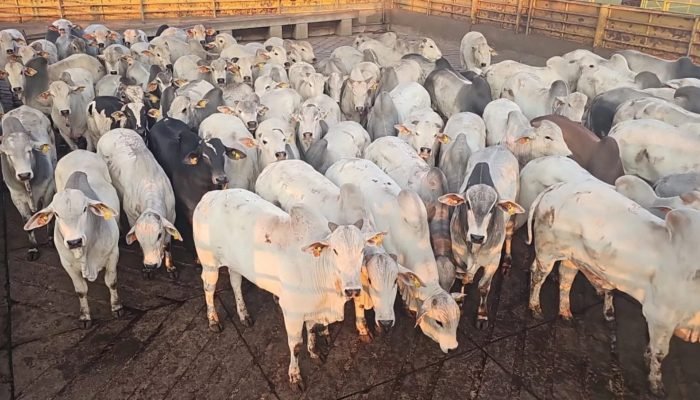 Foto: Conteúdo e Notícias do Agronegócio Brasileiro | CompreRura