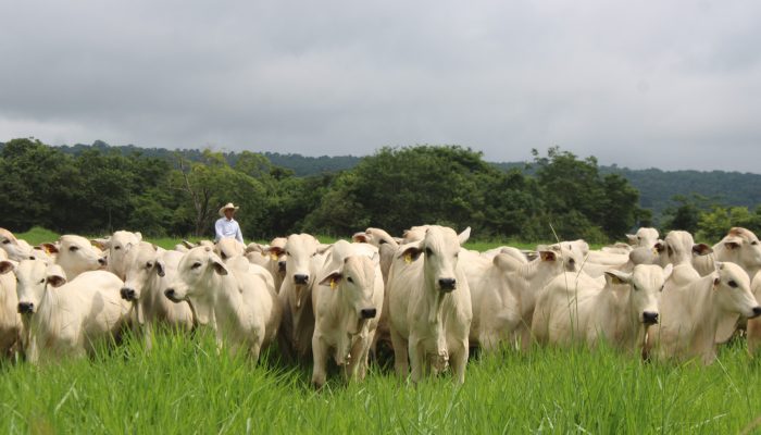 gado-nelore