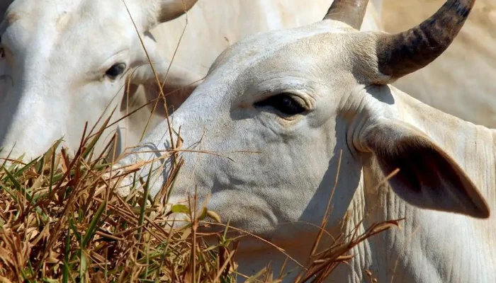 Foto: Conteúdo e Notícias do Agronegócio Brasileiro | CompreRura
