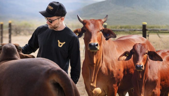 gado-sindi-agro-brisa-forte