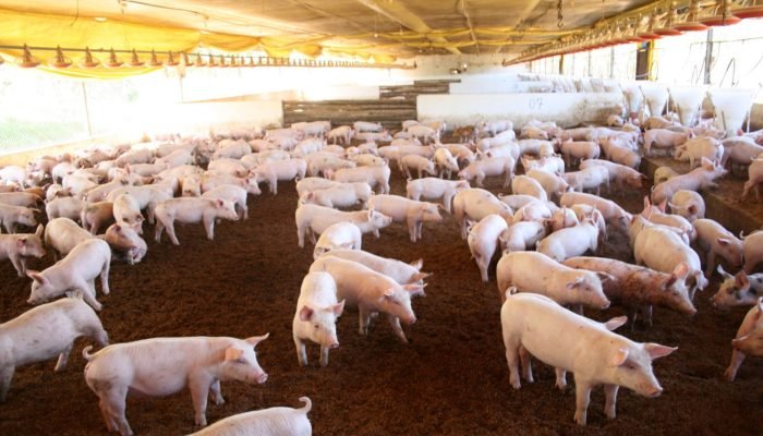 Foto: Conteúdo e Notícias do Agronegócio Brasileiro | CompreRura