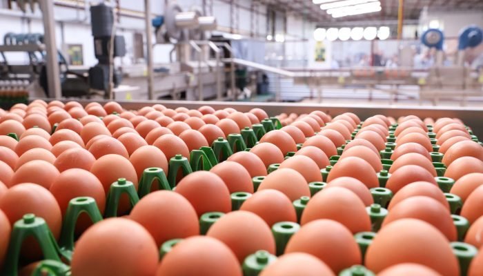 Foto: Conteúdo e Notícias do Agronegócio Brasileiro | CompreRura