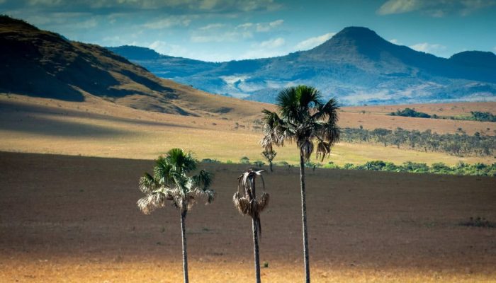 O bioma Cerrado, conhecido como 'floresta invertida', enfrenta perda histórica d