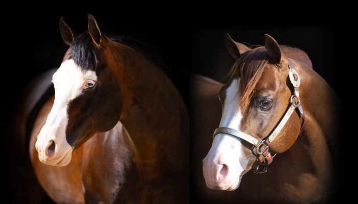 haras-frange