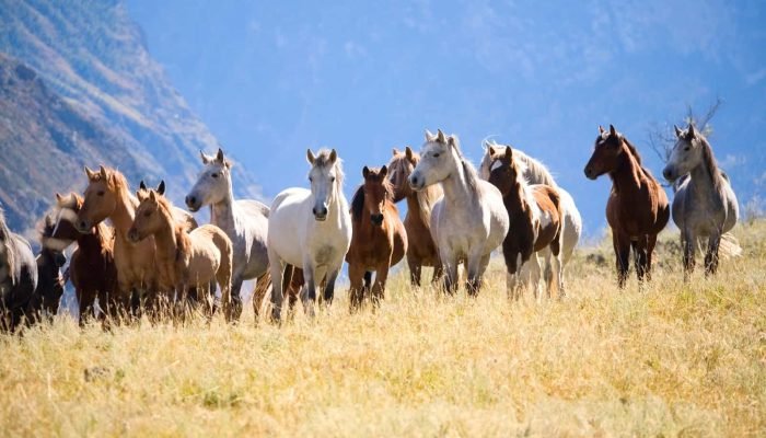 herd-of-mustangs