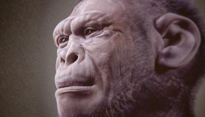 Reconstrução facial do Homo habilis — Foto: Reconstrução facial do Homo habilis