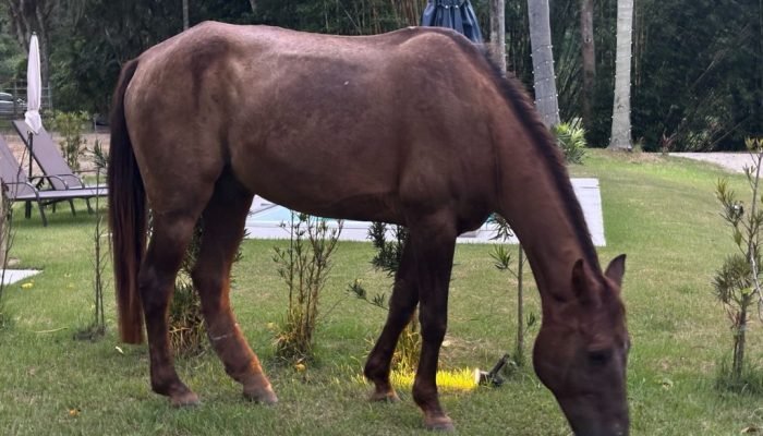 hope-cavalo-cannabis