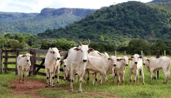 Foto: Conteúdo e Notícias do Agronegócio Brasileiro | CompreRura