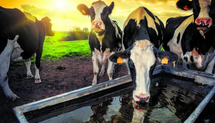 Foto: Foto: Divulgação