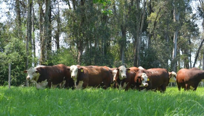 Foto: Foto: Bernardo Pötter/Divulgação