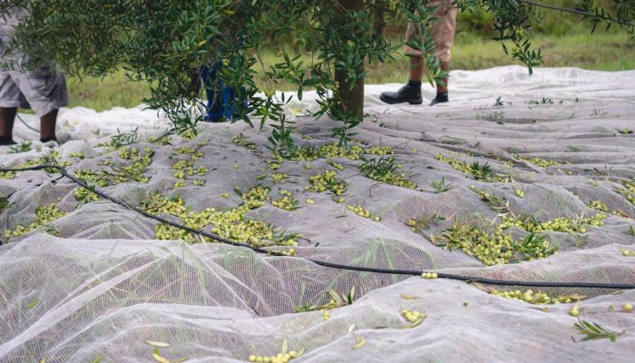 Foto: Foto: Kauê Silva/Divulgação