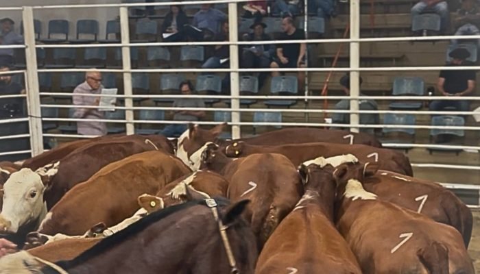 Foto: Conteúdo e Notícias do Agronegócio Brasileiro | CompreRura
