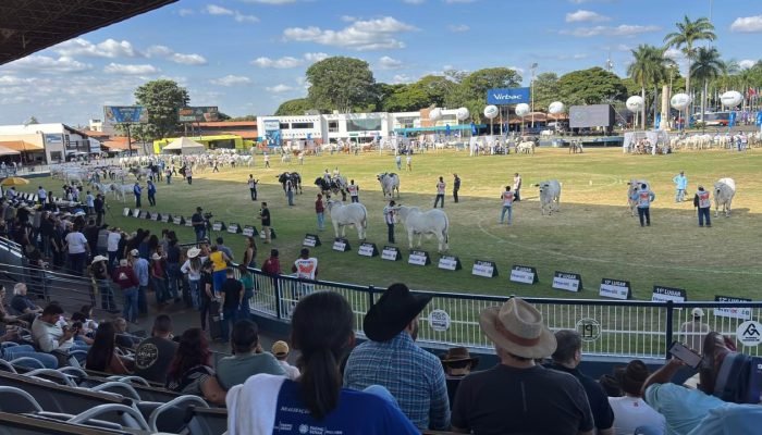 Foto: Conteúdo e Notícias do Agronegócio Brasileiro | CompreRura