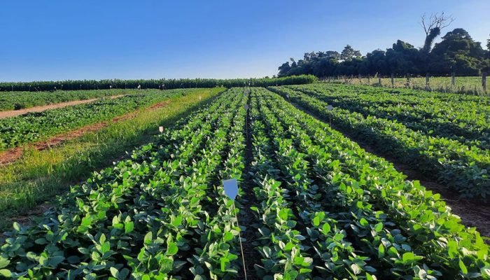 Foto: Conteúdo e Notícias do Agronegócio Brasileiro | CompreRura