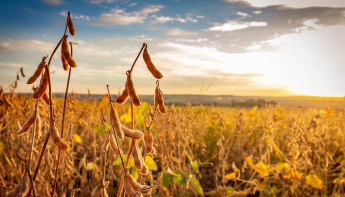 Foto: Notícias do Agronegócio Brasileiro – CompreRural