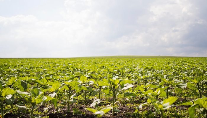 Foto: Conteúdo e Notícias do Agronegócio Brasileiro | CompreRura