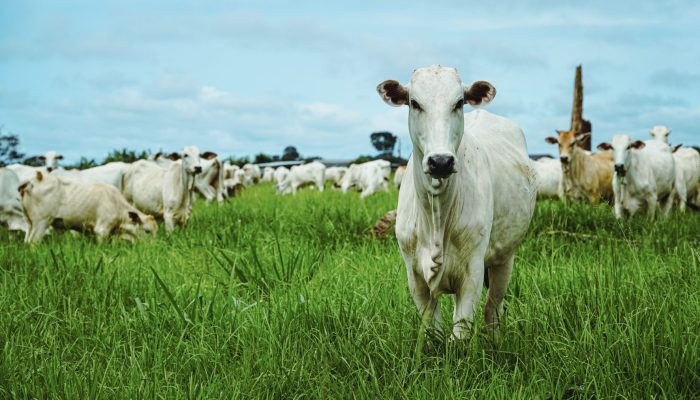 Foto: Foto: Divulgação