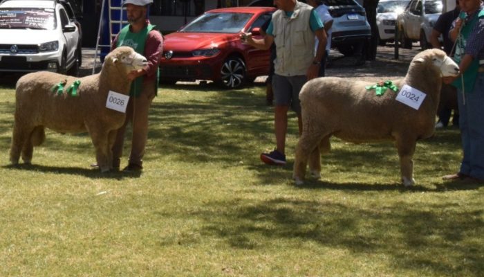 A 18ª edição da Agrovino reúne um total de 666 ovinos de 12 raças e variedades n