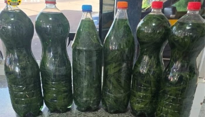 Foto: Conteúdo e Notícias do Agronegócio Brasileiro | CompreRura