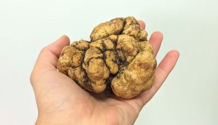 Trufa Sapucay é rara e muito valiosa — Foto: Trufa Sapucay é rara e muito valios