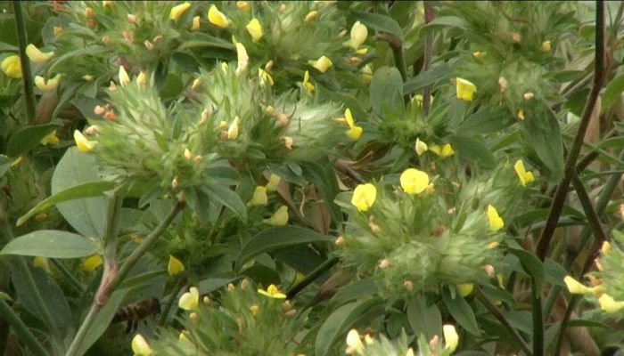 Estilosantes Bela, leguminosa que fixa nitrogênio e combate nematoides — Foto: F