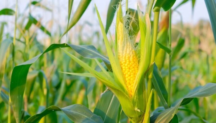 Preços do milho em queda — Foto: Foto: Divulgação