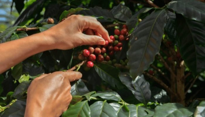Foto: Conteúdo e Notícias do Agronegócio Brasileiro | CompreRura