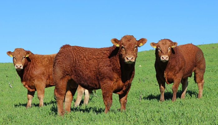 Raça Limousin — Foto: Foto: Divulgação