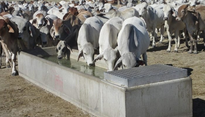Foto: Notícias do Agronegócio Brasileiro – CompreRural