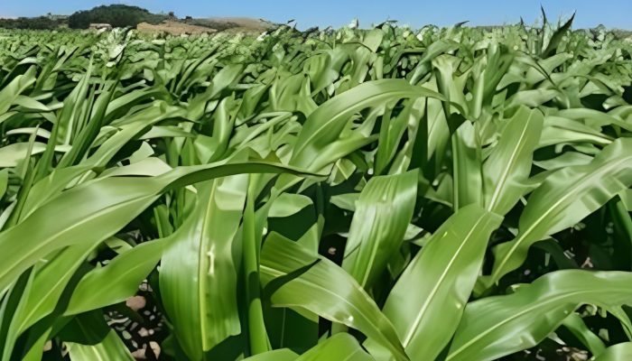 Foto: Notícias do Agronegócio Brasileiro – CompreRural