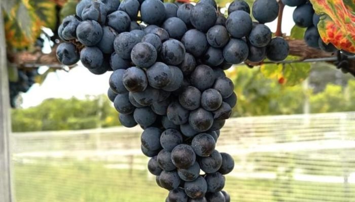 Foto: Conteúdo e Notícias do Agronegócio Brasileiro | CompreRura