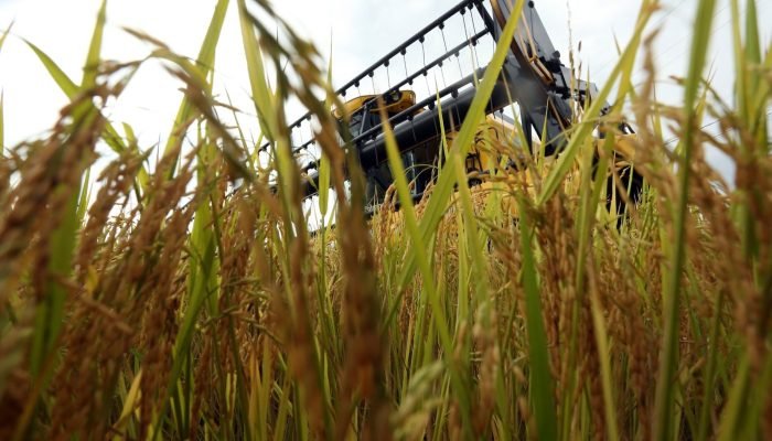 Foto: Conteúdo e Notícias do Agronegócio Brasileiro | CompreRura
