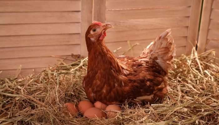 Foto: Foto: Adobe Stock