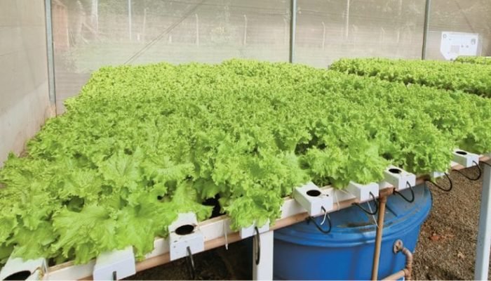Foto: Conteúdo e Notícias do Agronegócio Brasileiro | CompreRura
