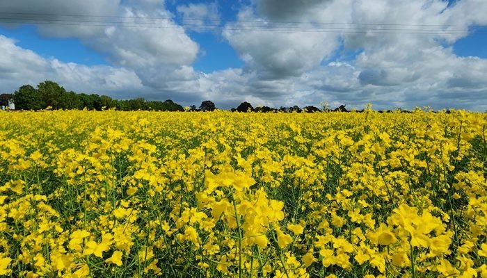 Foto: Notícias do Agronegócio Brasileiro – CompreRural