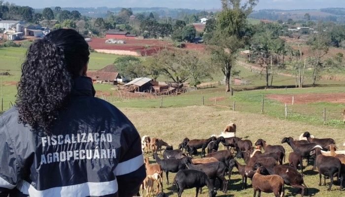 Foto: Notícias do Agronegócio Brasileiro – CompreRural