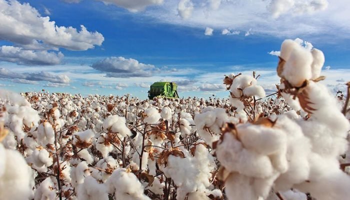 Foto: Conteúdo e Notícias do Agronegócio Brasileiro | CompreRura
