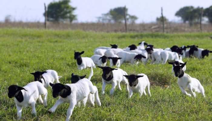 Registro de animais e valorização da genética impulsionam a ovinocultura brasile