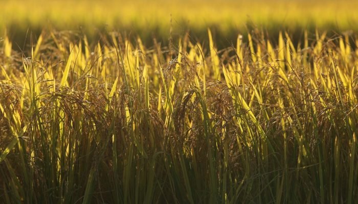 Foto: Conteúdo e Notícias do Agronegócio Brasileiro | CompreRura