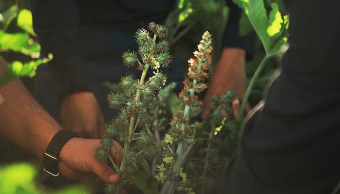 Foto: Créditos da foto: ORÍGEO - Websérie Rota Regenerativa