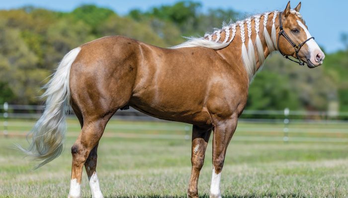 Adios Pantalones e Tricia Aldridge — Foto: Foto: ©Bee Silva