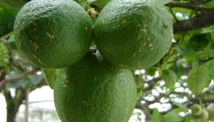 Foto: Conteúdo e Notícias do Agronegócio Brasileiro | CompreRura