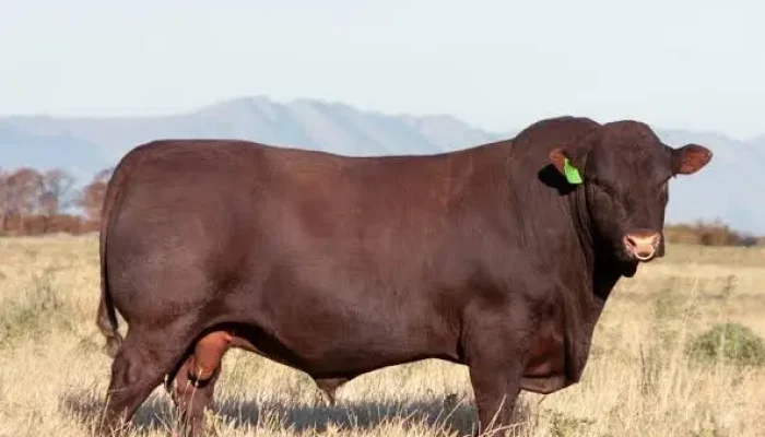 Aparência marcante da raça Sussex, com pelagem vermelho-escura e ponta branca na