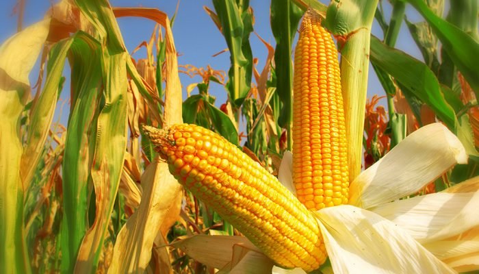 Foto: Conteúdo e Notícias do Agronegócio Brasileiro | CompreRura