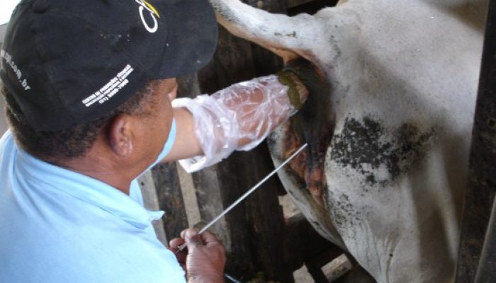 Foto: Foto Divulgação.