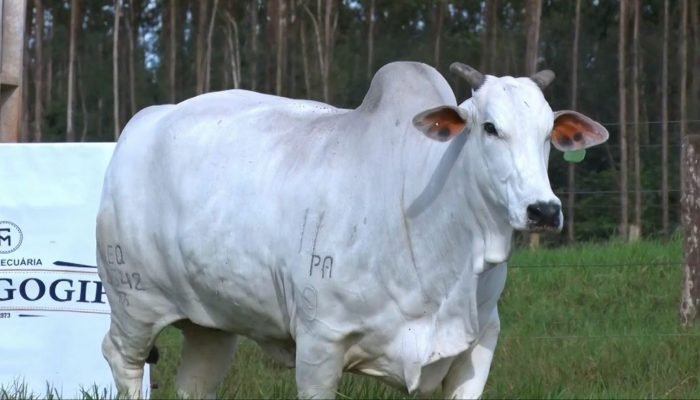 Foto: Conteúdo e Notícias do Agronegócio Brasileiro | CompreRura